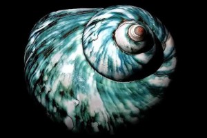探寻夜光蝾螺的幻彩奇境——神秘海底的光泽之珍！